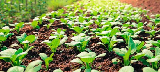 Organic vegetable garden